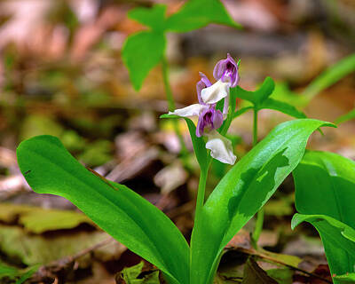  Photograph - Showy Orchis or Showy Orchid DFL1183 by Gerry Gantt