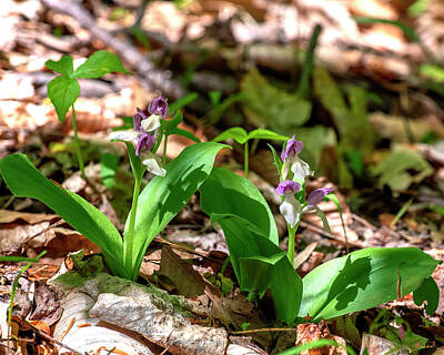  Photograph - Showy Orchis or Showy Orchid DFL1184 by Gerry Gantt