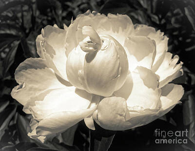  Photograph - Vintage Peony by Onedayoneimage Photography