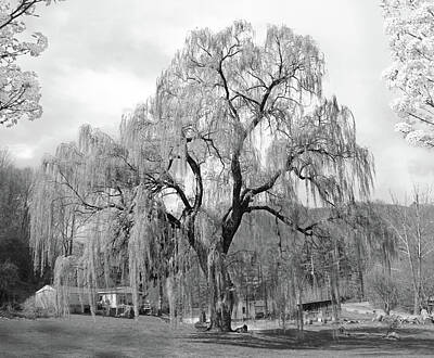 Weeping Willow Tree Art Prints | Fine Art America