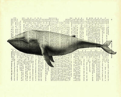 Marine Mammals Art Prints