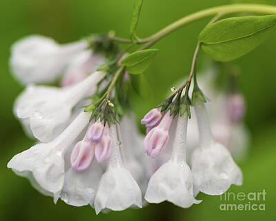  Photograph - White and Pink Virginia Bluebells by Brandon Adkins