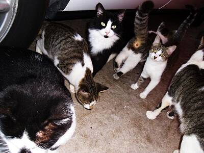Black And White Feral Cat Family Photos