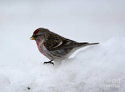 Designs Similar to Common Redpoll #10