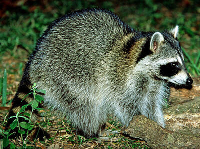 Designs Similar to Raccoon Procyon Lotor #2