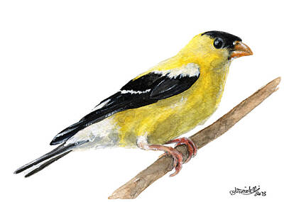 Designs Similar to American Goldfinch