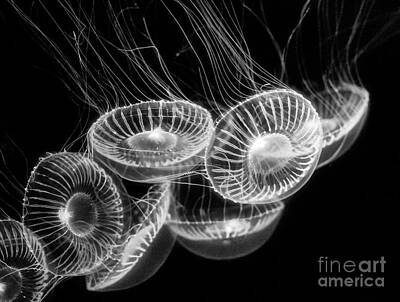 Moon Jelly Aurelia Labiata Jellyfish Monterey Bay Aquarium Jelly Fish Sea Photos
