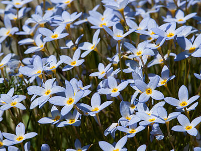 Tiny Bluet Photos Art Prints