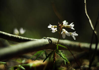 Cutleaf Toothwort Photos