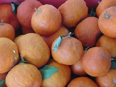 Designs Similar to Cyprus Oranges and Tangerines