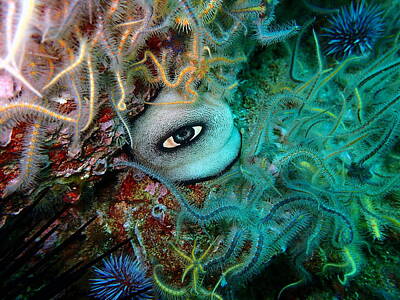 Brittle Star Photos