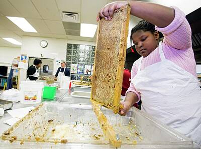 Extraction Of Honey Art
