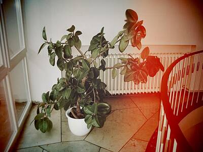 Potted Plant Photos