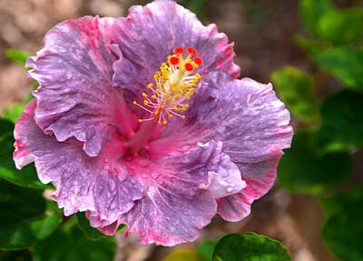 Designs Similar to Purple Hibiscus by Brian Harig