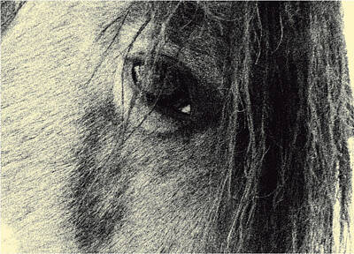 Close Up Of A Horse Original Artwork
