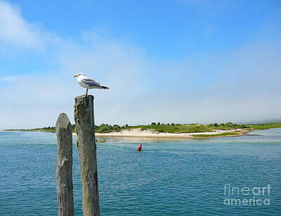 Designs Similar to Seagull relaxing in Menemsha