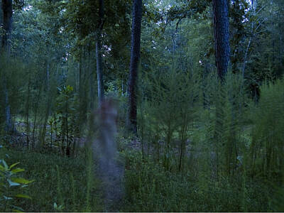  Photograph - Spirit In The Forest by Heather S Huston