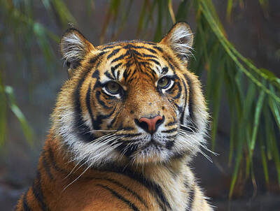Designs Similar to Sumatran Tiger by Martin Willis