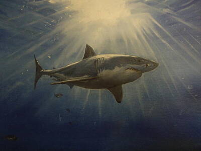 Shark Sea Great White Ocean Sun Surface Paintings
