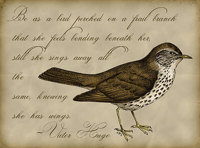 Song Sparrow Digital Art