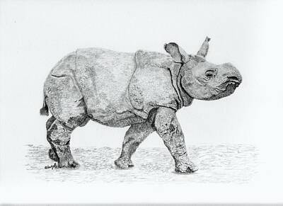 One Horned Rhino Drawings Original Artwork