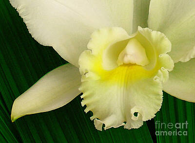 Designs Similar to White Cattleya Orchid