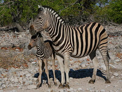 Designs Similar to Zebra Mother And Baby