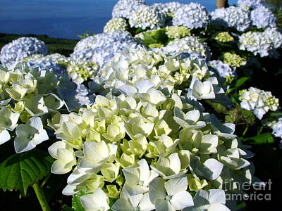 Designs Similar to Hydrangeas #1 by Gaspar Avila