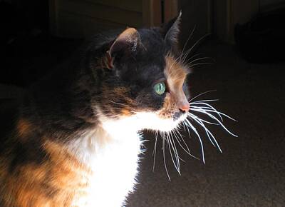 Designs Similar to Cat Whiskers by Sue Halstenberg