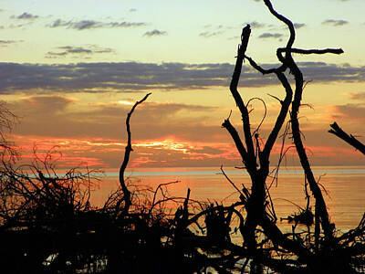 Designs Similar to Driftwood Sunset Silhouette