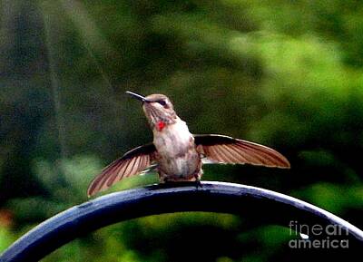 Designs Similar to Hummingbird Bath Time