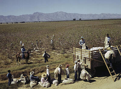 Designs Similar to Mexican Cotton Pickers Work