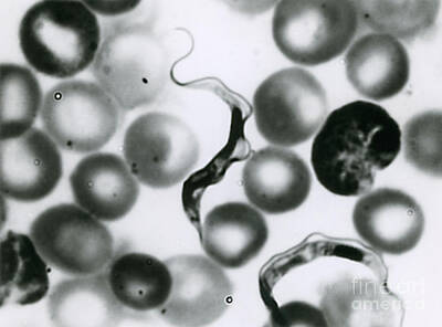 Trypanosoma Lewisi Photos