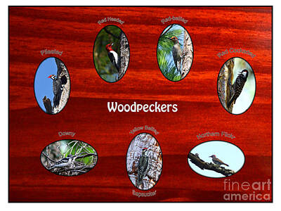 Designs Similar to Woodpeckers by Barbara Bowen