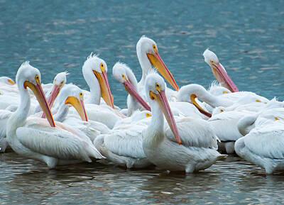 Designs Similar to American White Pelicans