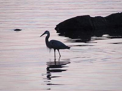  Photograph - Blue Heron at Sunset at Pymatuning State Park by David Witoslawski