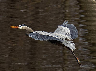  Photograph - Blue Heron Ready for Touchdown by Brian Brandt