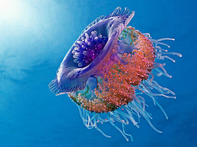 Blue Jellyfish Photos