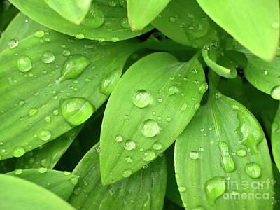 Rain On Leaf Photos