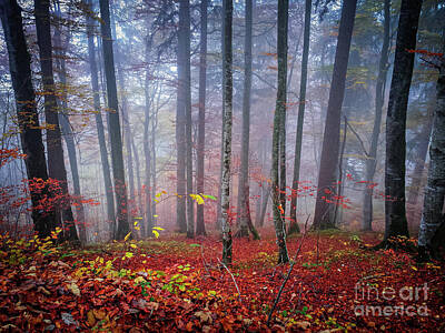 Designs Similar to Fall forest in fog