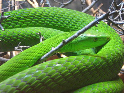 Designs Similar to Green Mamba by Rebecca Shupp