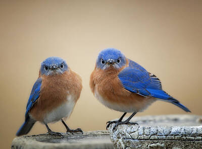 Grumpy Bluebirds Photos