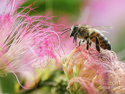Designs Similar to Honey bee On Mimosa Flower