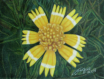 Designs Similar to Huisache Daisy by Beverly Fuqua