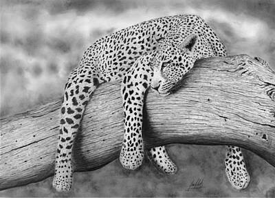 Leopard Drawings