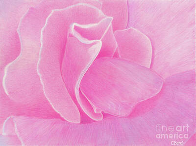  Painting - Pink Rose by Carol Bond
