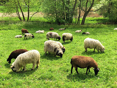 Designs Similar to Sheep on meadow