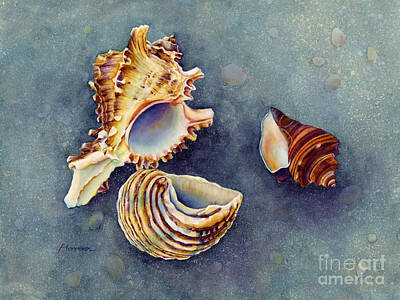 Shell Spiral Paintings Art Prints