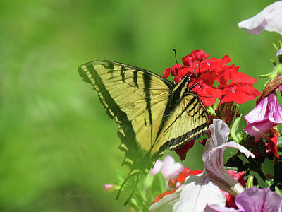 Butterfly Gardens Of Wisconsin Photos