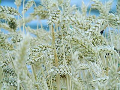 Winter Wheat Art